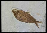 Knightia Fossil Fish - Wyoming #59244-1